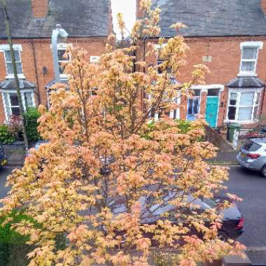 Acer Pseudoplatanus 'Brilliantissimum'