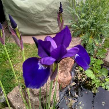 Iris versicolor