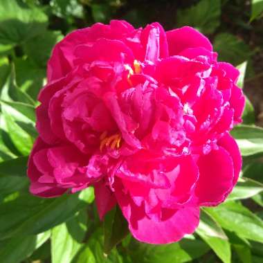 Paeonia lactiflora 'Karl Rosenfield'