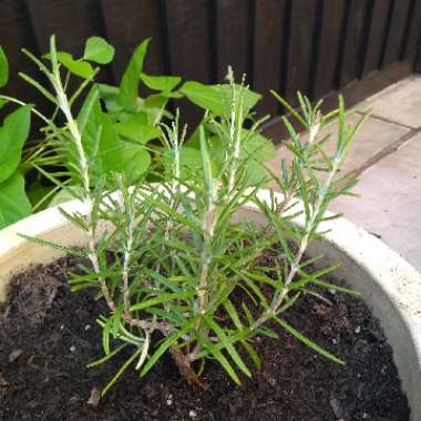 Salvia rosmarinus  syn. Rosmarinus officinalis