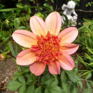 Dahlia 'Totally Tangerine'