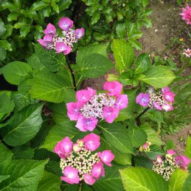 Hydrangea macrophylla 'Zorro' syn. Hydrangea macrophylla 'Zorro Blue', Hydrangea macrophylla 'Zorro Pink'