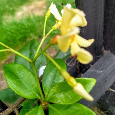 Trachelospermum jasminoides 'Selbra' syn. Trachelospermum jasminoides 'Star Of Toscana'