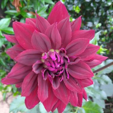 Dahlia Rip City