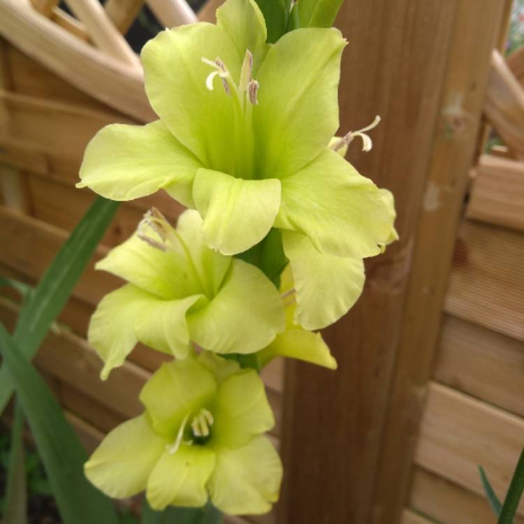 Plant image Gladiolus 'Green Star'