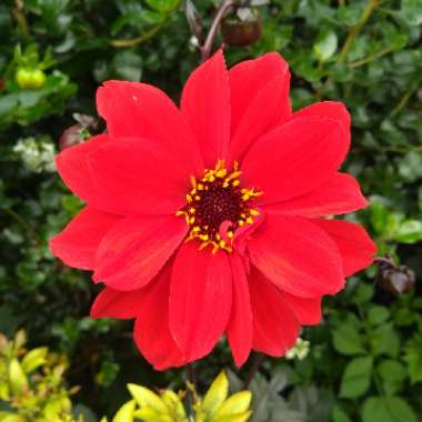 Dahlia 'Bishop of Llandaff'