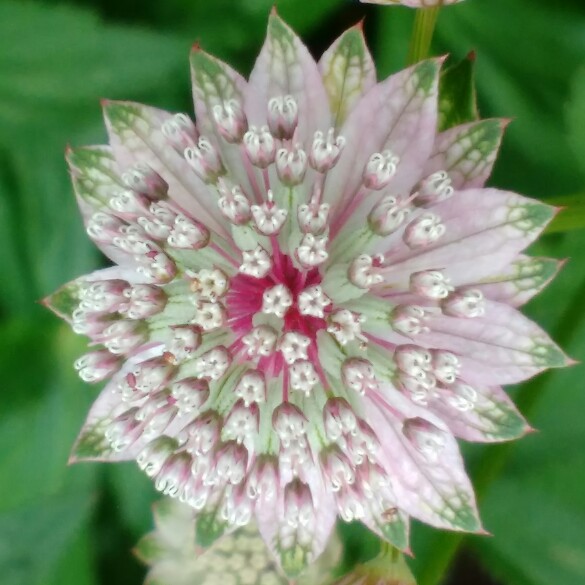 Astrantia