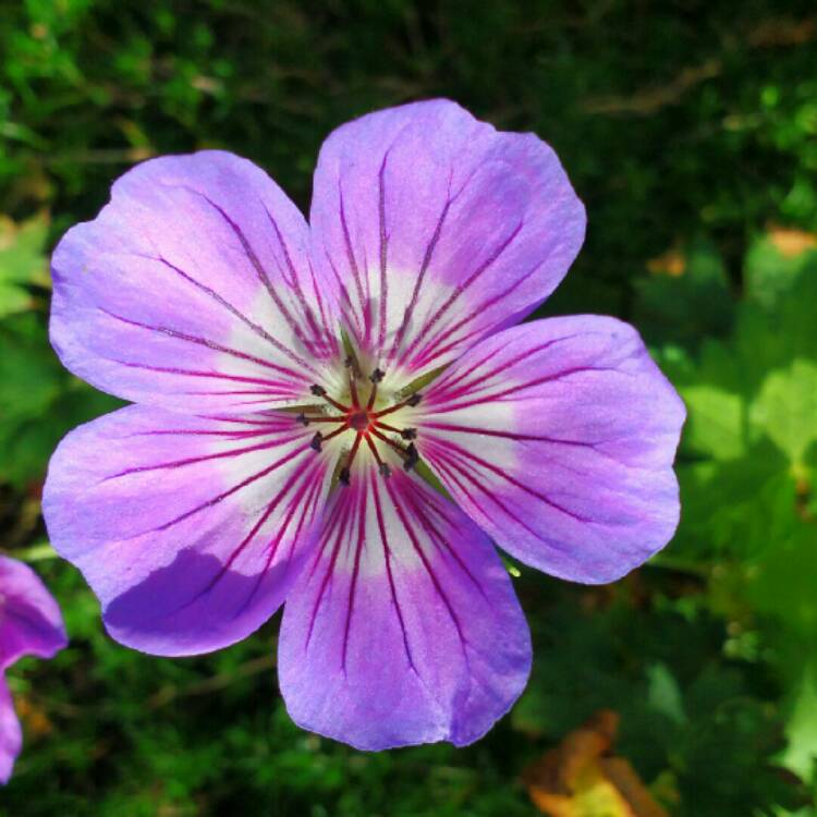 Plant image Geranium 'Orion'