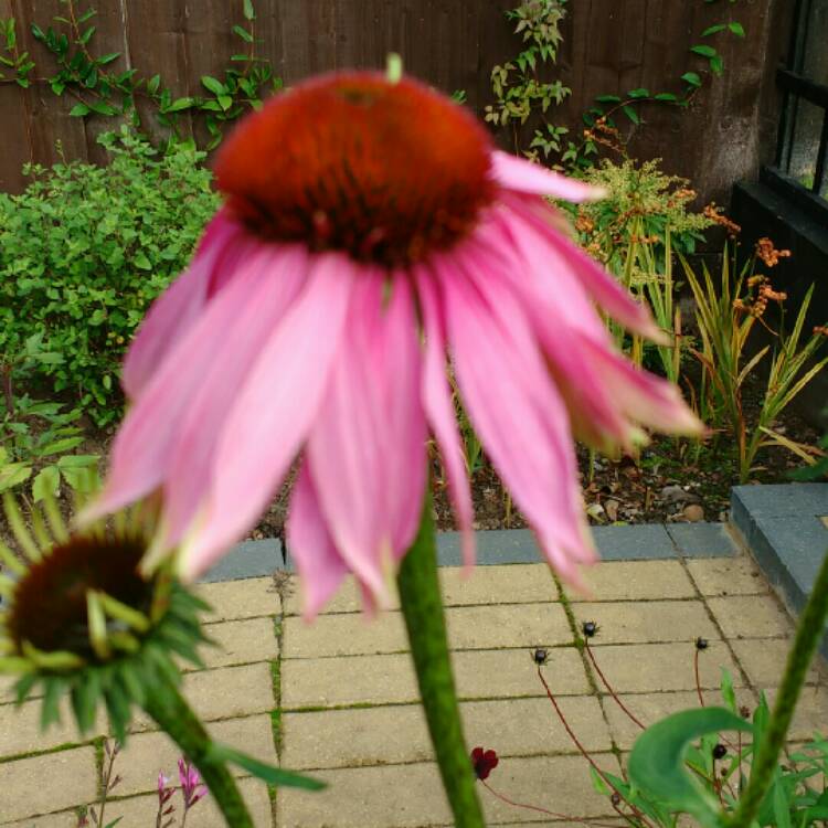 plant image 253119