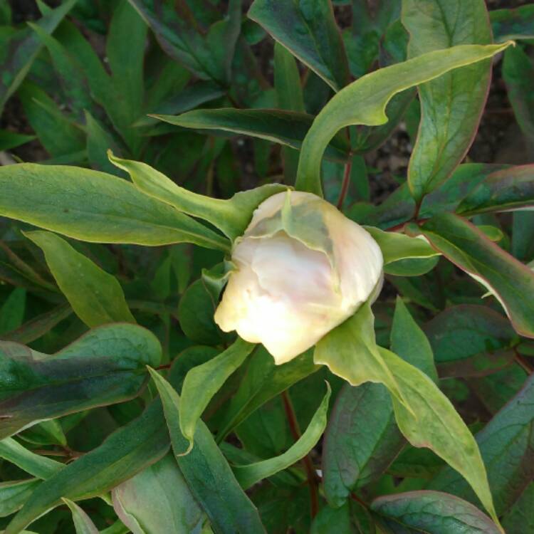 plant image 352602