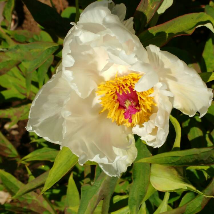 plant image 355127