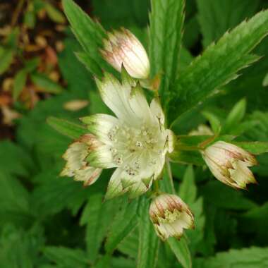 Astrantia