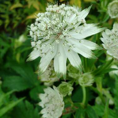 Astrantia