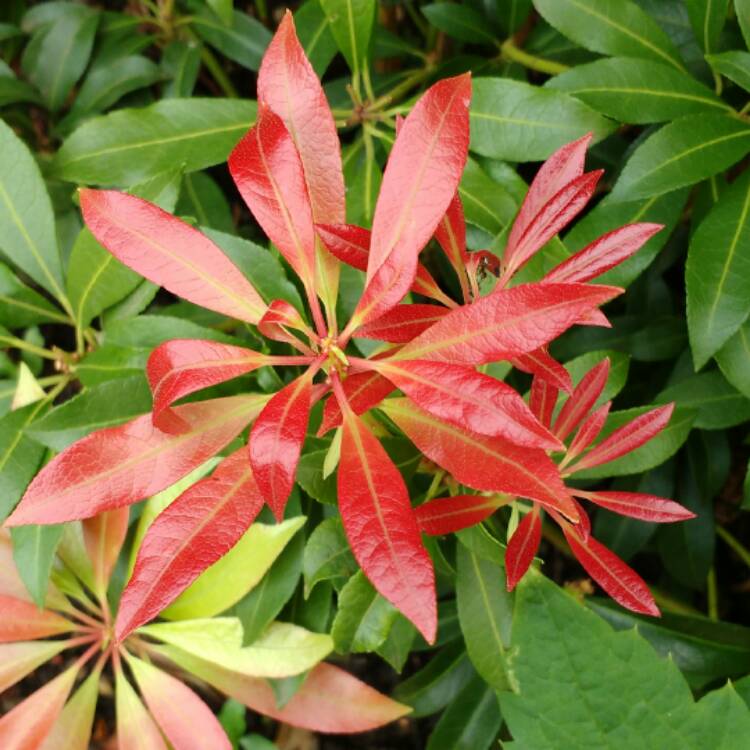 Plant image Pieris japonica 'Katsura'