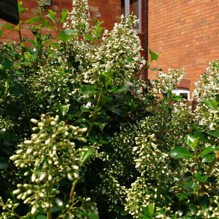 Plant image Escallonia 'Iveyi'