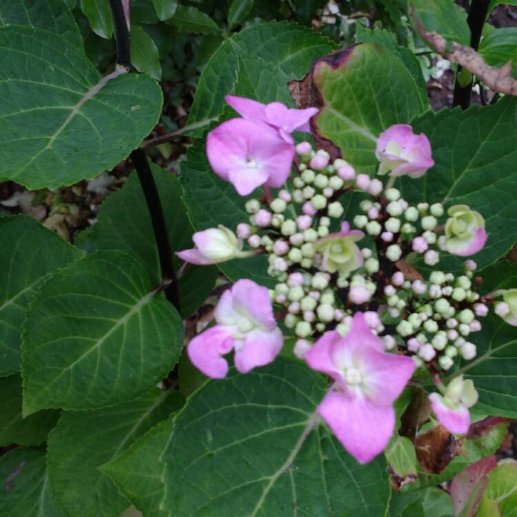 Plant image Hydrangea macrophylla 'Zorro' syn. Hydrangea macrophylla 'Zorro Blue', Hydrangea macrophylla 'Zorro Pink'