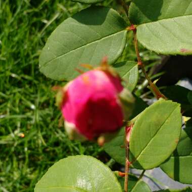 Rosa 'Zephirine Drouhin'