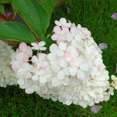 Hydrangea paniculata 'Vanille Fraise' (syn.'Renhy')