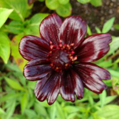 Cosmos atrosanguineus syn. Bidens atrosanguinea, Cosmos atrosanguineus 'Chocolate', Cosmos diversifolius atrosanguineus