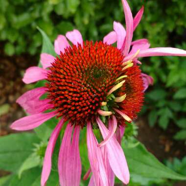 Rudbeckia fulgida var. sullivantii 'Little Goldstar'