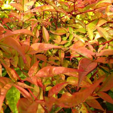 Nandina domestica