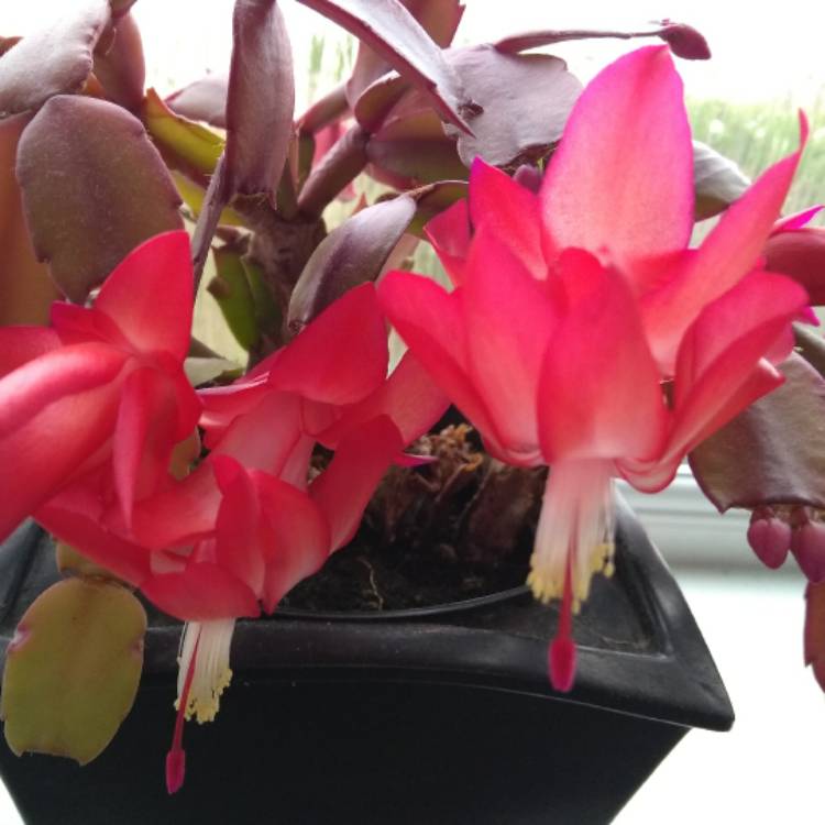 Plant image Schlumbergera truncata Caribbean Dancer