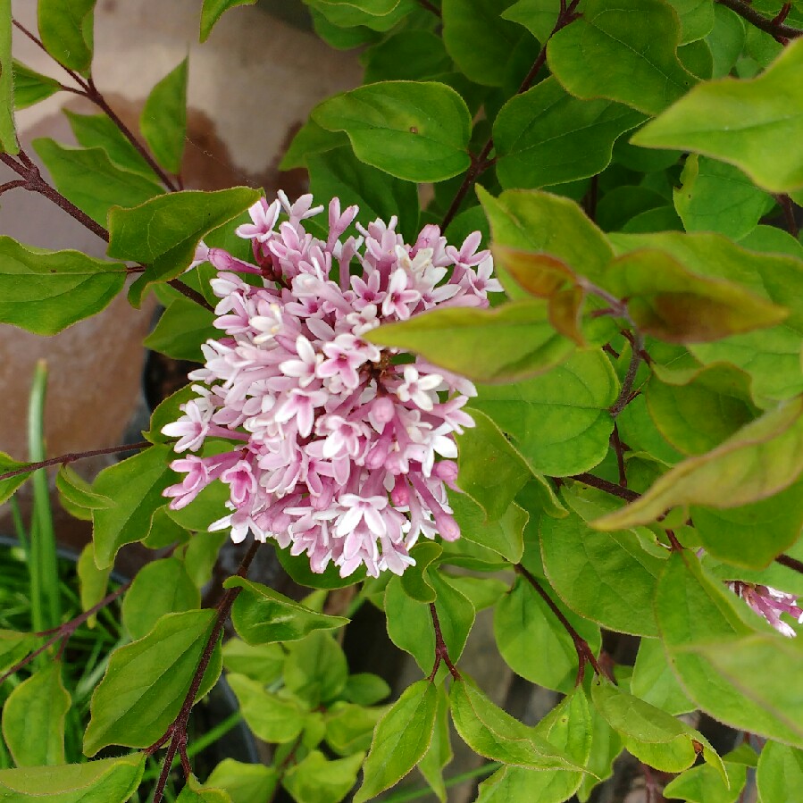 Syringa