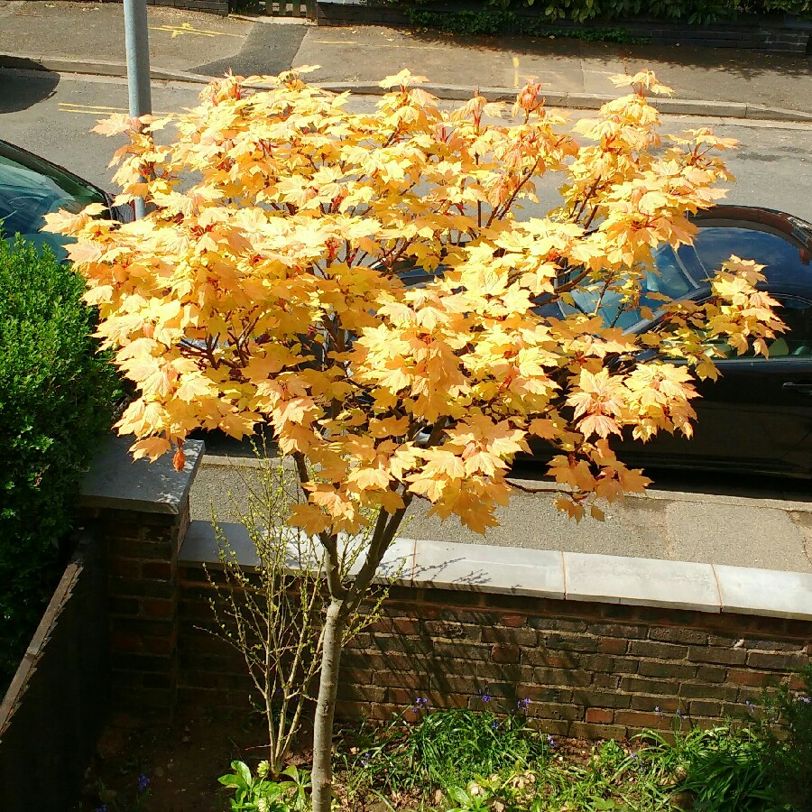 Acer Pseudoplatanus 'Brilliantissimum'