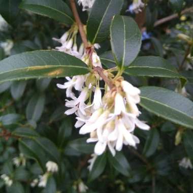 Osmanthus x burkwoodii