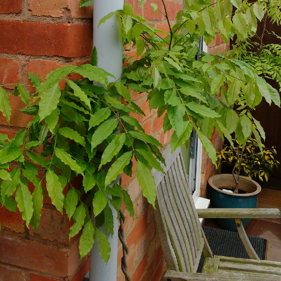 Wisteria sinensis