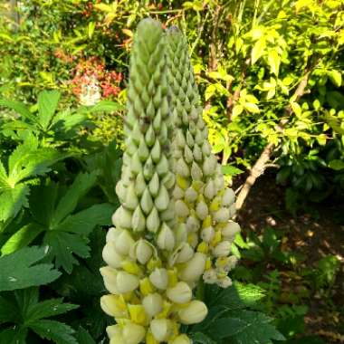 Lupinus 'Gallery yellow'