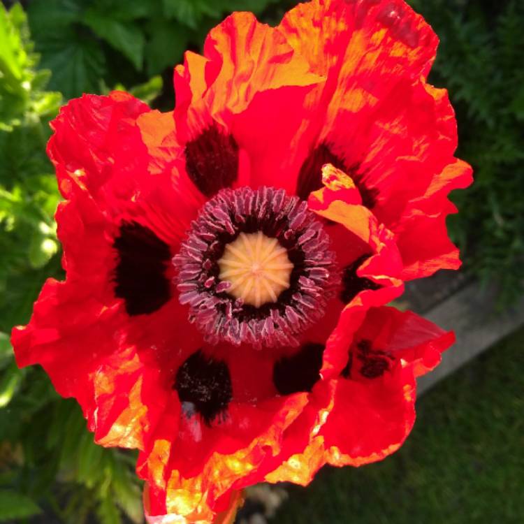 Plant image Papaver orientale 'Beauty of Livermere'