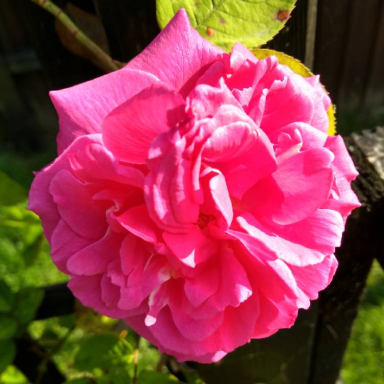 Plant image Rosa 'Zephirine Drouhin'