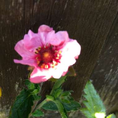 Potentilla fruticosa