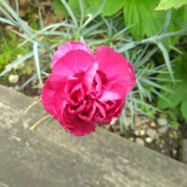 Dianthus plumarius 'Devon Wizard'