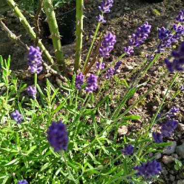 Lavandula angustifolia 'Hidcote' syn. Lavandula angustifolia 'Hidcote Blue'