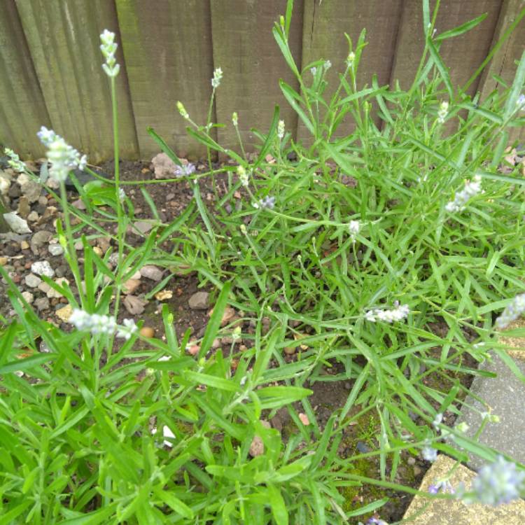 Plant image Lavandula angustifolia 'Ellagance Mix' (Ellagance Series)