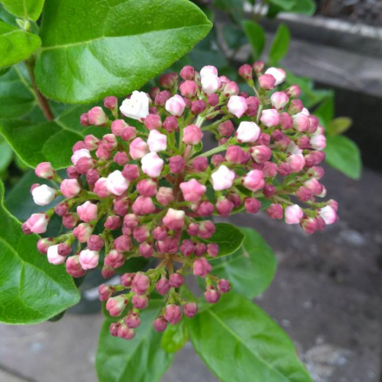 Plant image Viburnum tinus 'Lisarose'