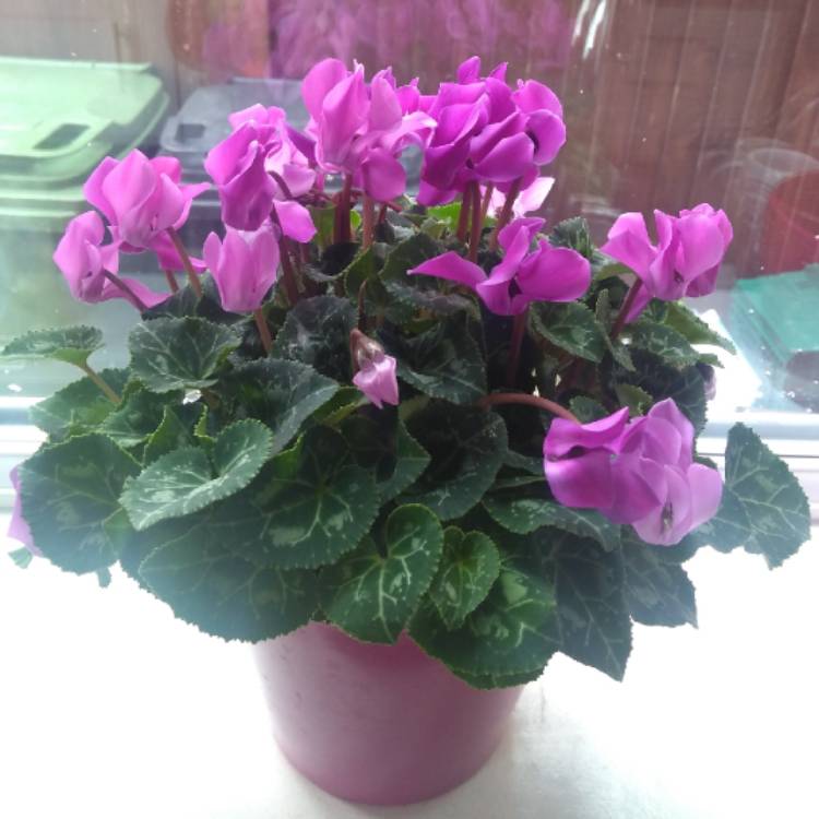 Plant image Cyclamen purpurascens syn. Cyclamen europaeum