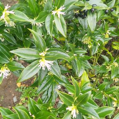 Sarcococca confusa