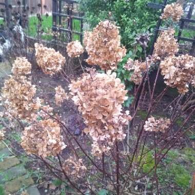 Hydrangea paniculata 'Vanille Fraise' (syn.'Renhy')