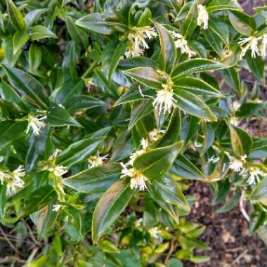 Sarcococca confusa