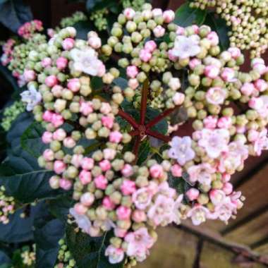 Viburnum tinus 'Lisarose'