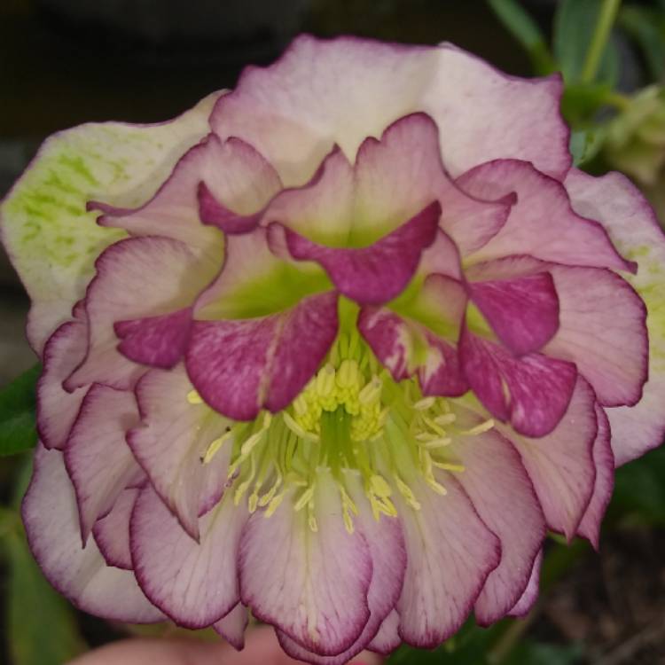 Plant image Helleborus x hybridus 'Double Ellen Pink' (Double Ellen Series)