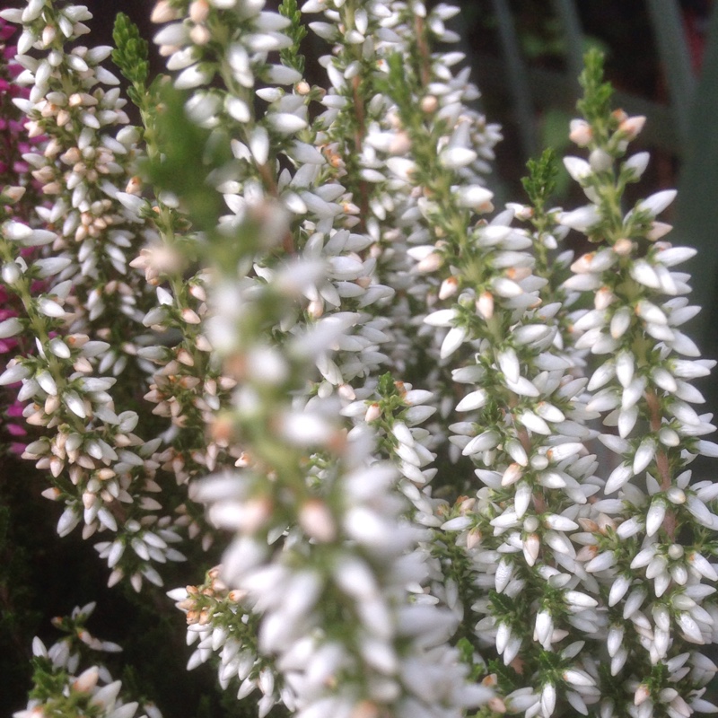 Plant image Calluna vulgaris 'Peter Sparkes'