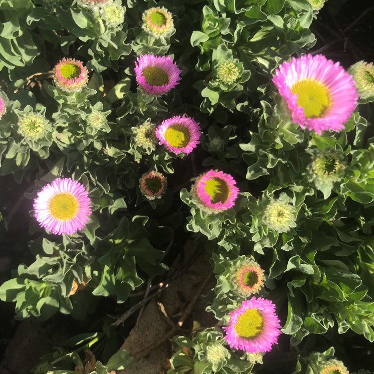 Plant image Erigeron glaucus 'Sea Breeze'