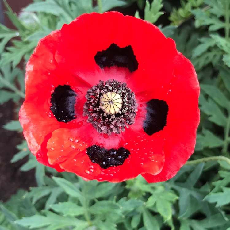 Plant image Papaver commutatum 'Ladybird'