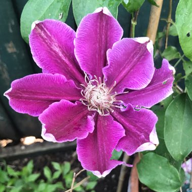 Clematis 'Dr Ruppel'