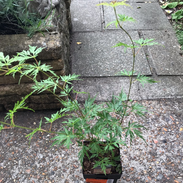 Plant image Acer palmatum 'Wilson's Pink Dwarf'