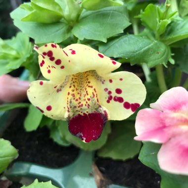 Mimulus